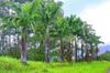  
 KILAUEA HI 96754